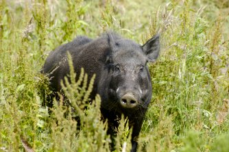 Image by Andrew Pescod (see below)